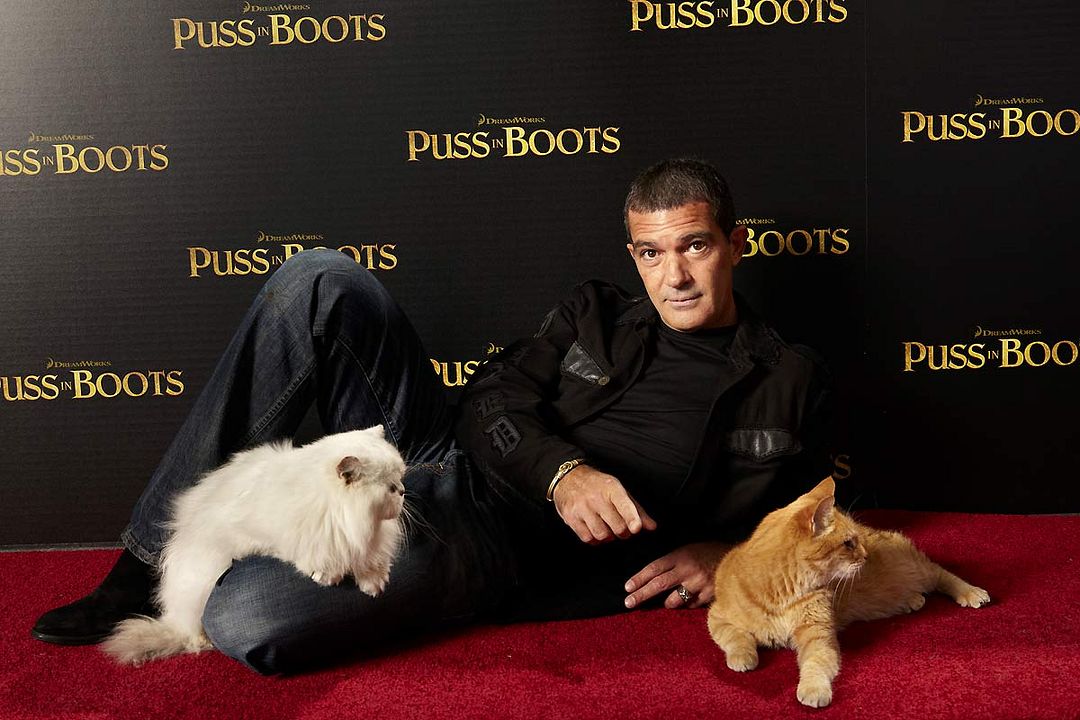Gato con botas : Foto Antonio Banderas