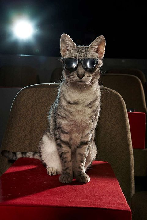 Gato con botas : Foto