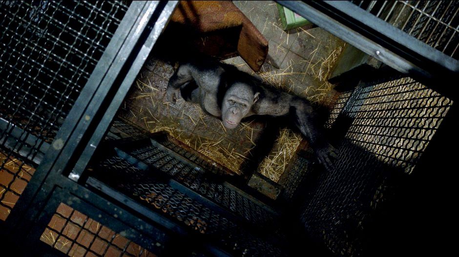 El planeta de los simios (R)evolución : Foto