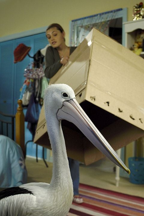 H20: Sirenas del Mar : Foto Phoebe Tonkin