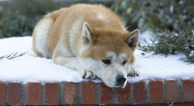 Los Perros Más Famosos Del Cine Y La Televisión Hachiko Siempre A Tu Lado Mx 