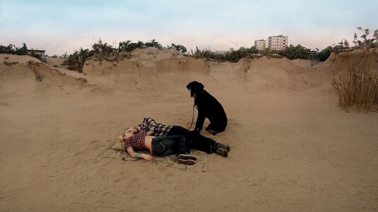 Una paloma se posó en una rama a reflexionar sobre la existencia : Foto