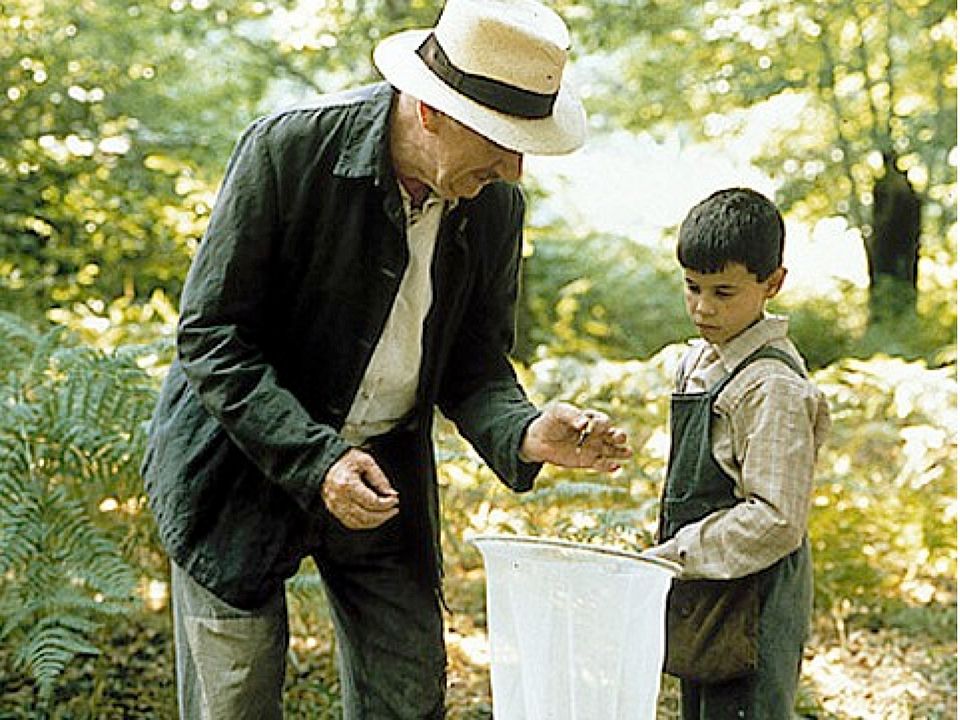 La lengua de las mariposas : Foto