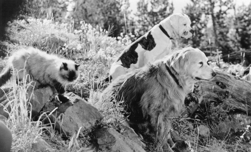 De vuelta a casa. Un viaje increíble : Foto