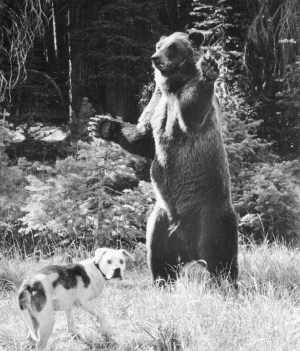 De vuelta a casa. Un viaje increíble : Foto