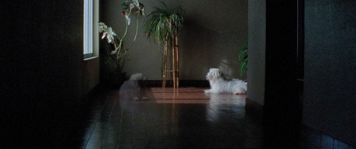 Las mil y una noches: Vol.2, El desconsolado : Foto