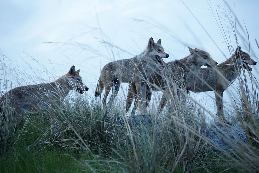 El último lobo : Foto