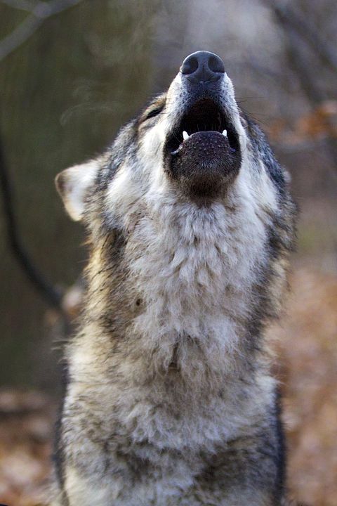 Las estaciones : Foto