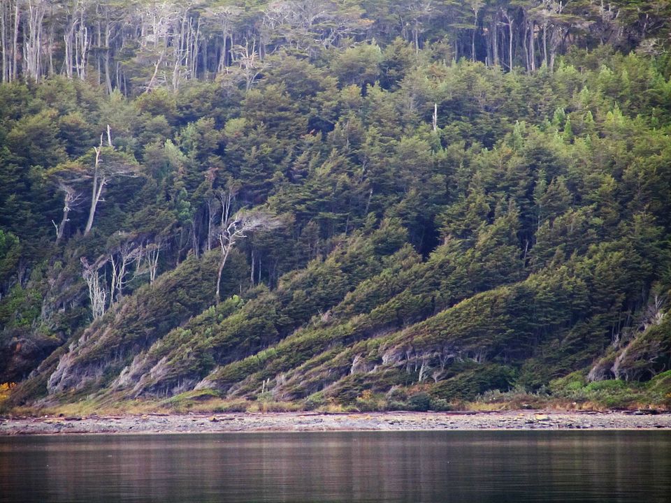 El Botón de Nácar : Foto