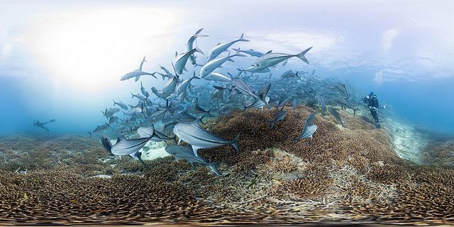 Chasing Coral : Foto