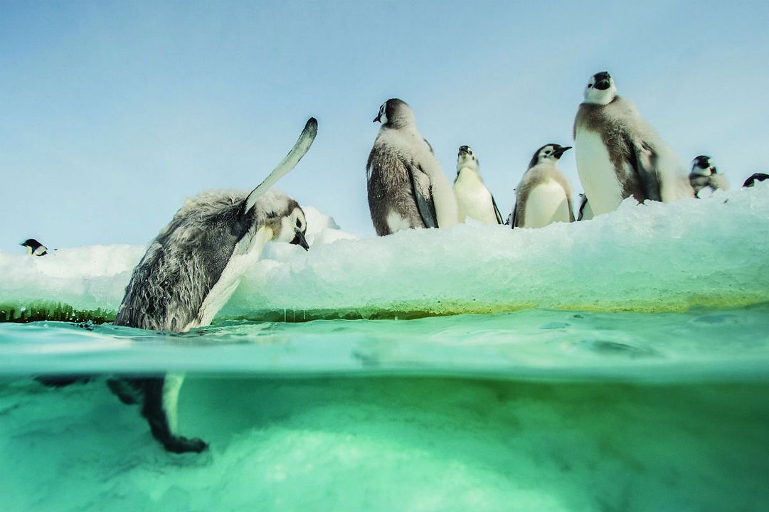 La marcha de los pingüinos 2 : Foto