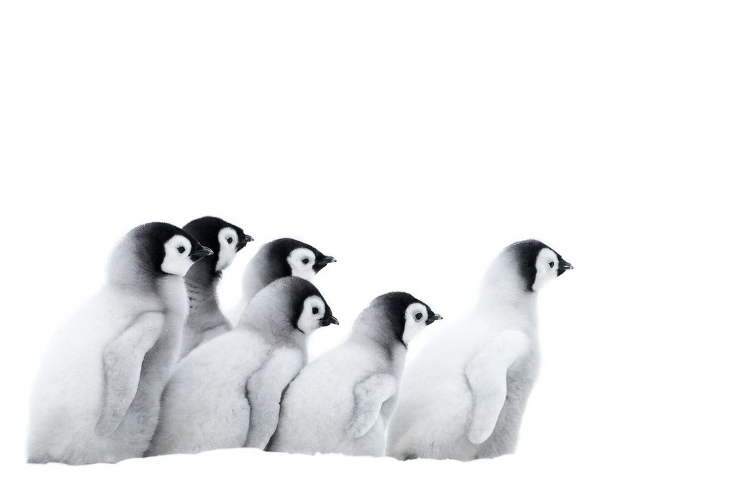 La marcha de los pingüinos 2 : Foto