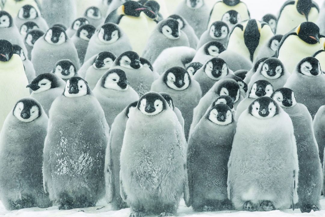 La marcha de los pingüinos 2 : Foto