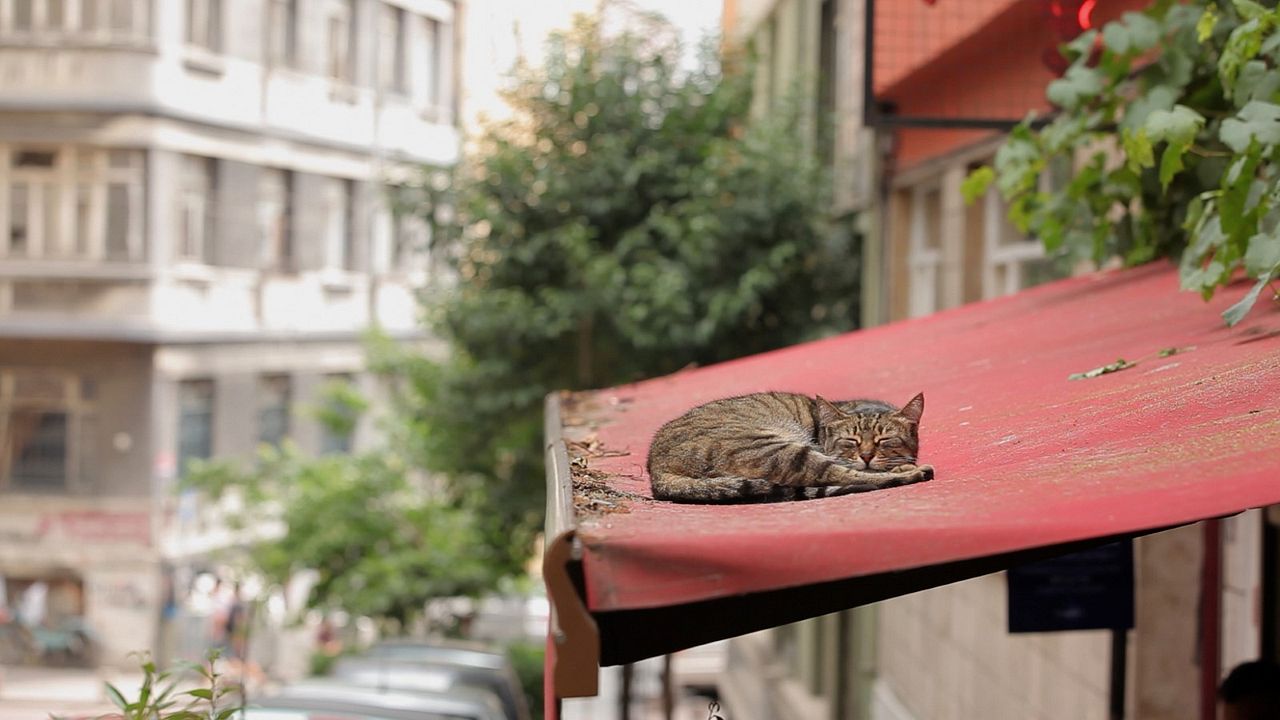 Kedi (Gatos de Estambul) : Foto