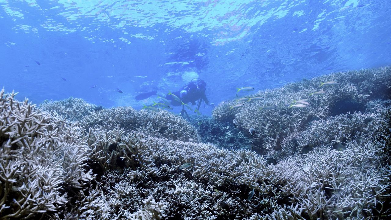 Chasing Coral : Foto