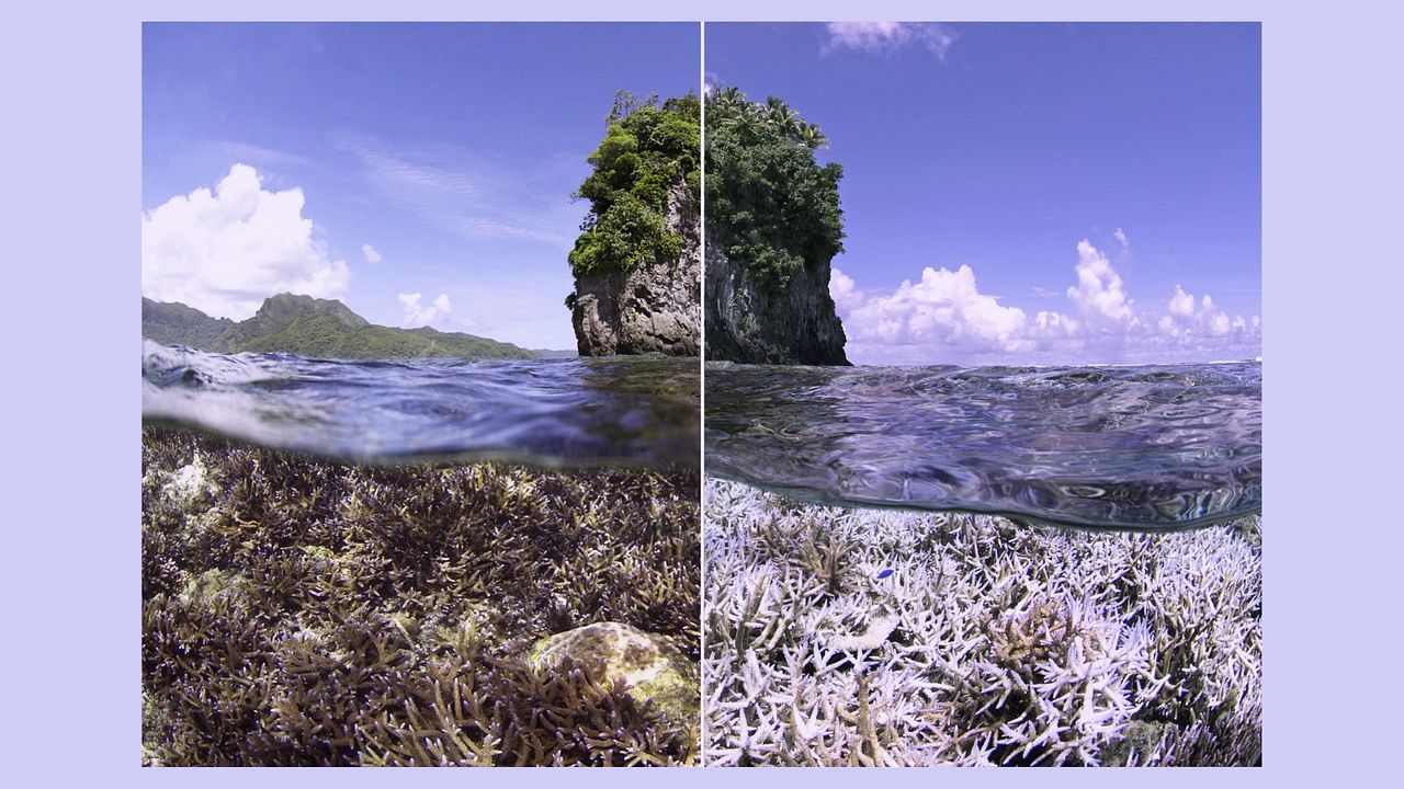 Chasing Coral : Foto