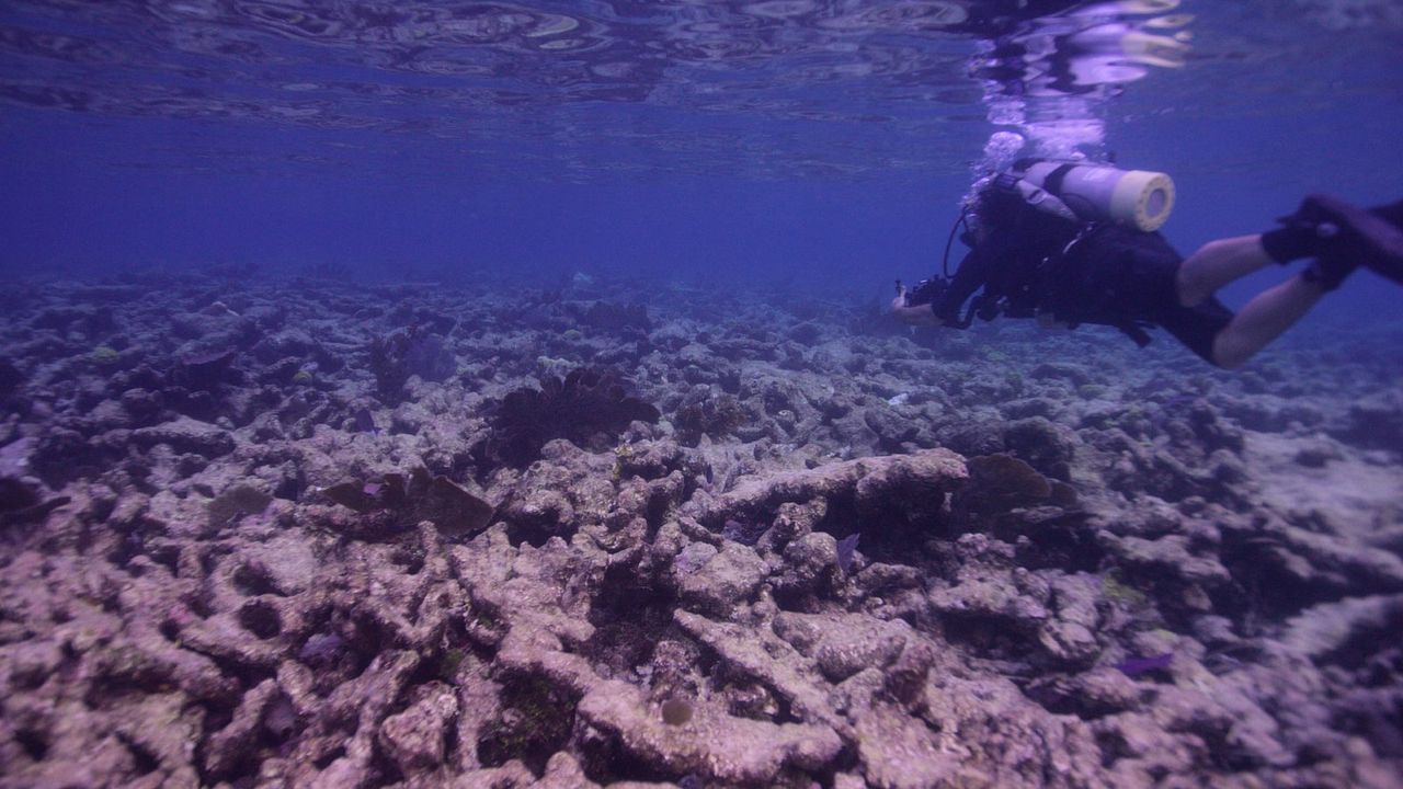 Chasing Coral : Foto