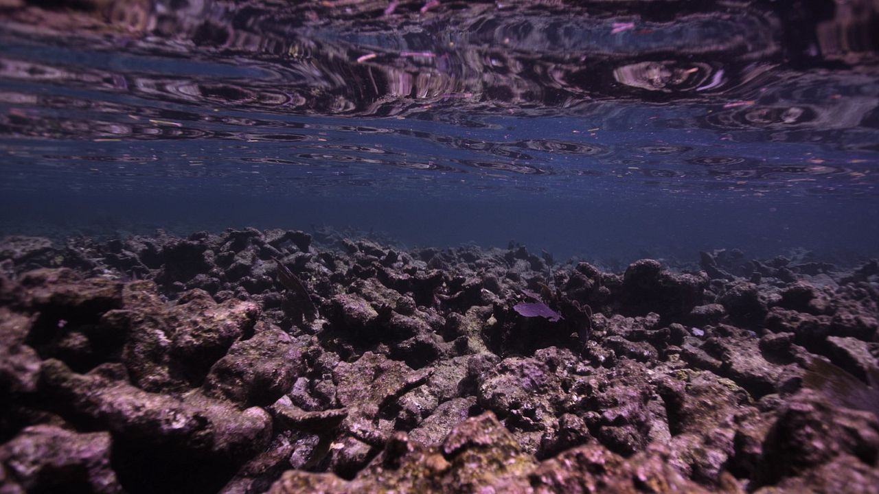Chasing Coral : Foto