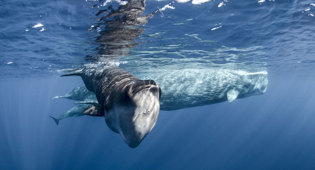 Un día maravilloso en la Tierra : Foto