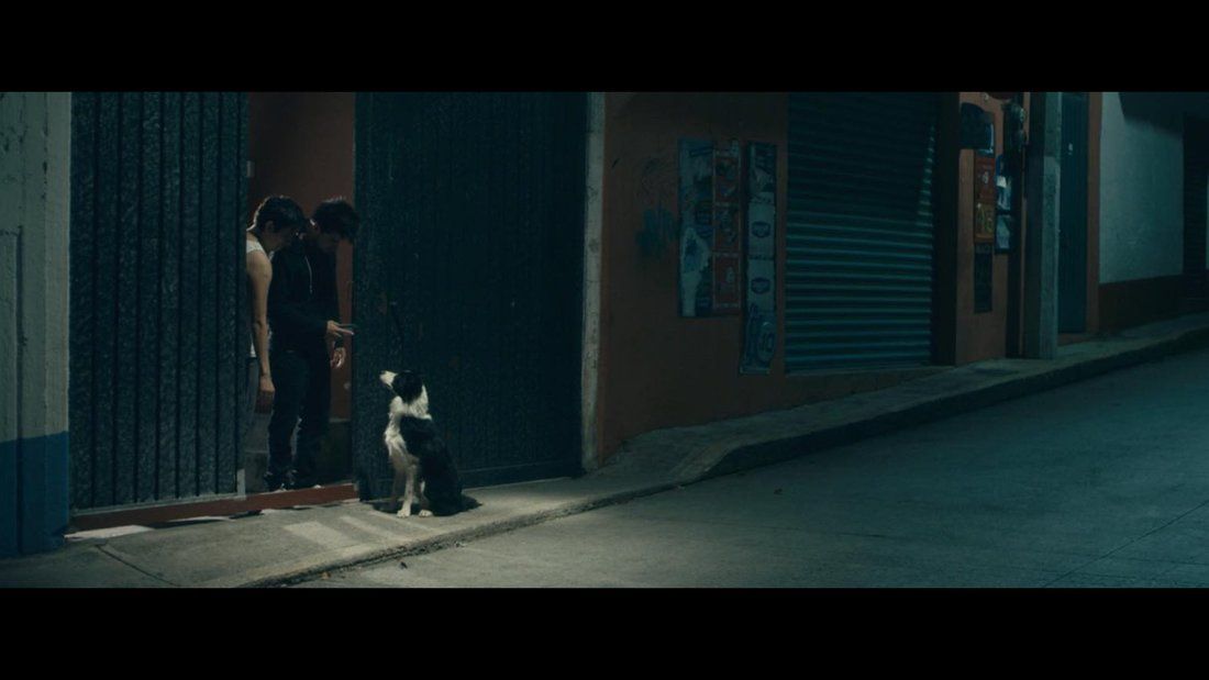 Cometa: Él, su perro y su Mundo : Foto