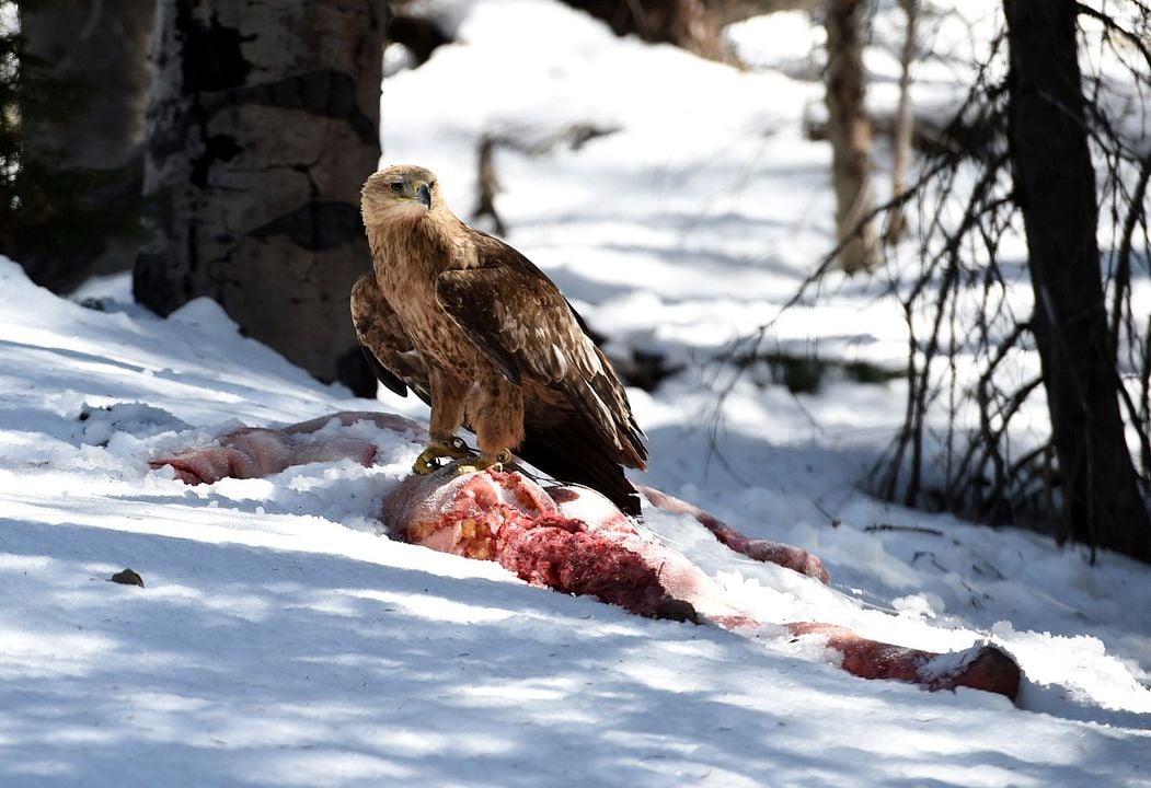 Muerte misteriosa : Foto Kelsey Asbille