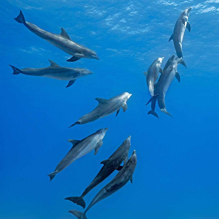 Arrecife de delfines : Foto
