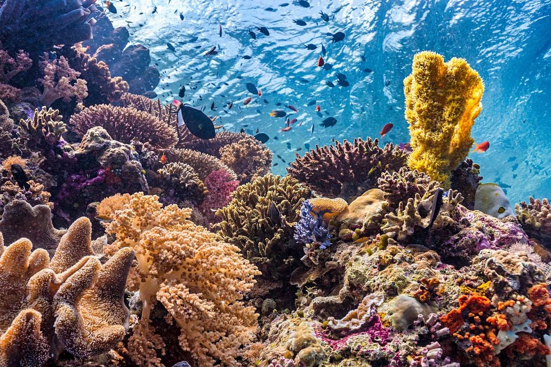 Arrecife de delfines : Foto