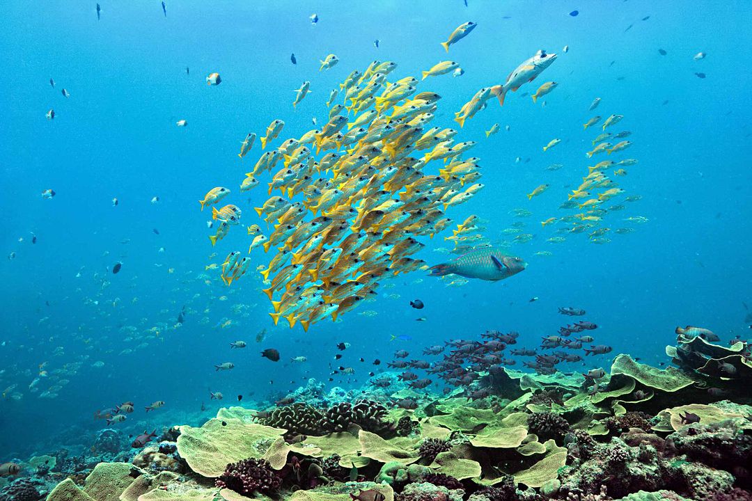 Arrecife de delfines : Foto