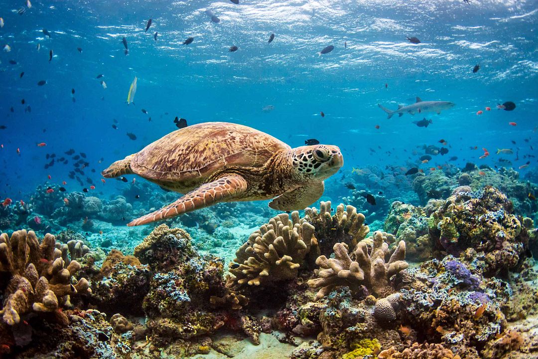 Arrecife de delfines : Foto