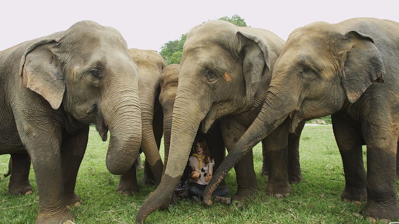 Love & Bananas: An Elephant Story : Foto