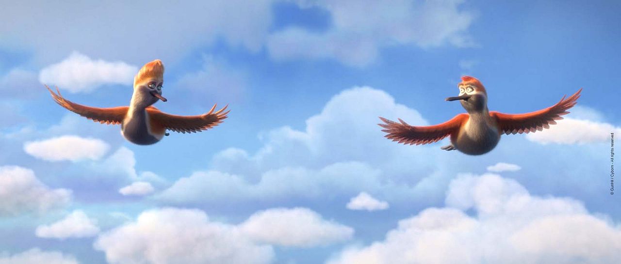 Ploey: Cabeza de chorlito : Foto