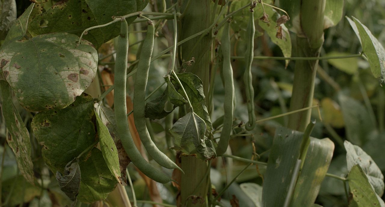 El Maíz en Tiempos de Guerra : Foto