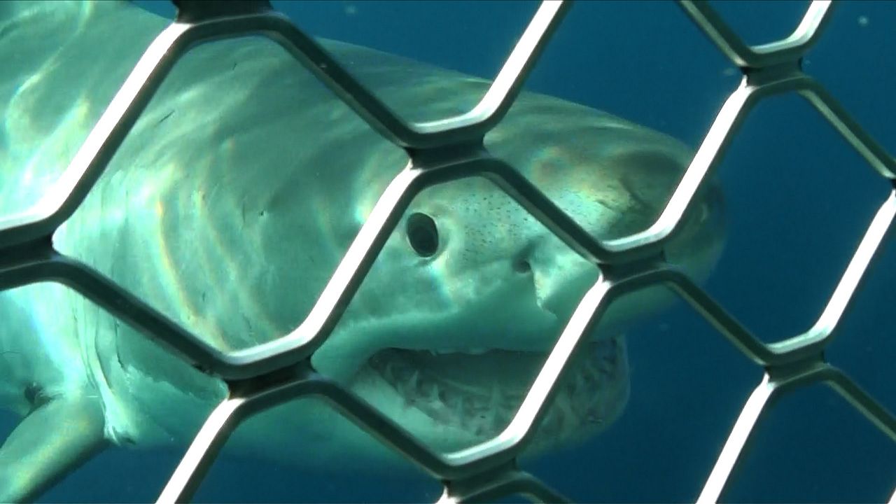 Terror profundo : Foto