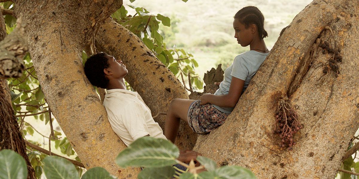 El árbol de Higo : Foto