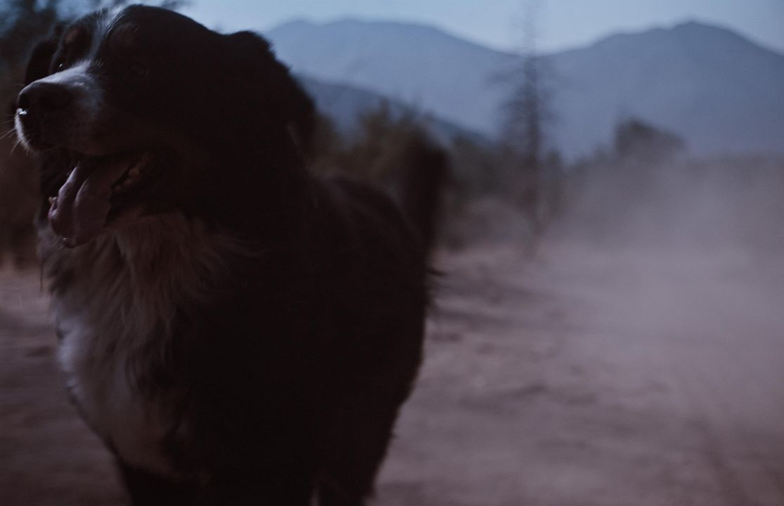 Tarde para morir joven : Foto