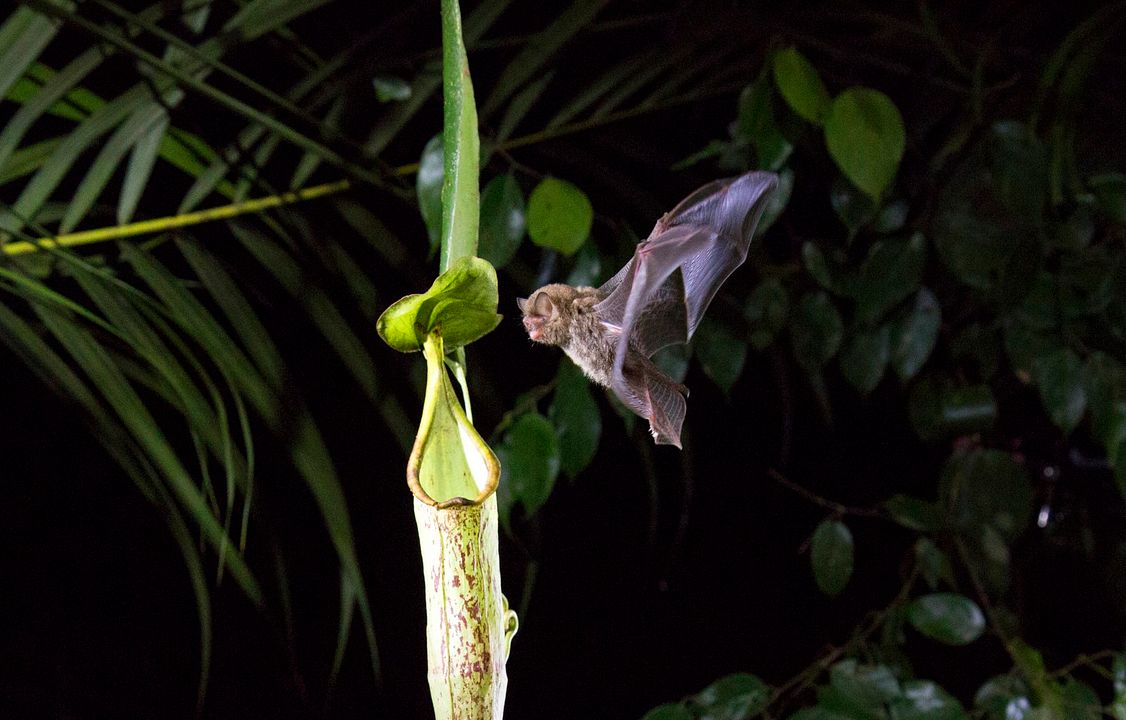 Nuestro Planeta : Foto