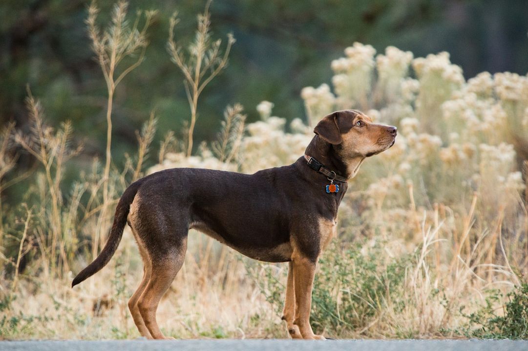 Mis huellas a casa : Foto
