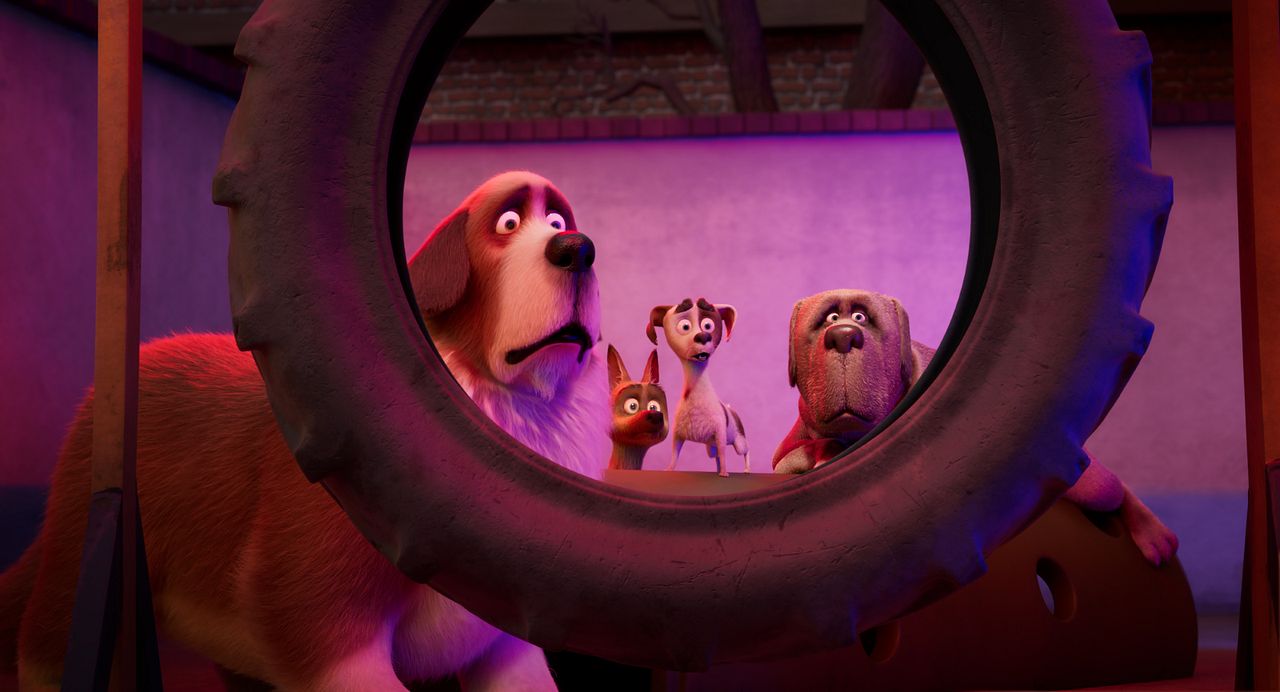 Corgi: Un perro real : Foto