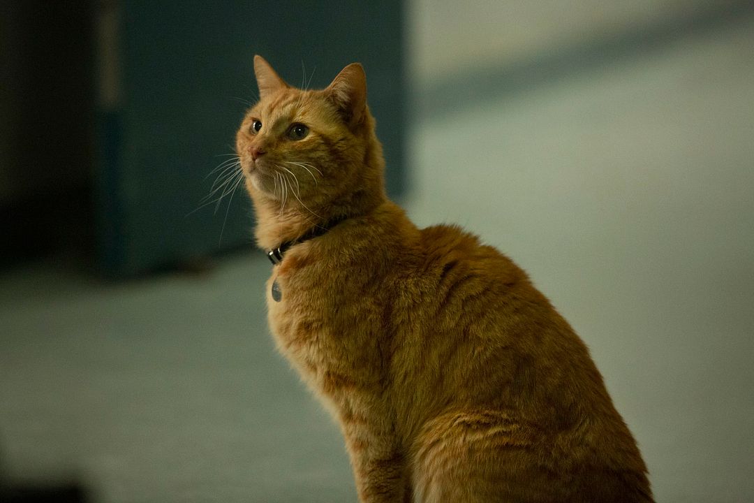 Capitana Marvel : Foto