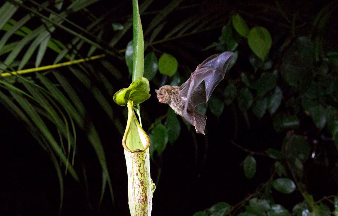 Nuestro Planeta : Foto