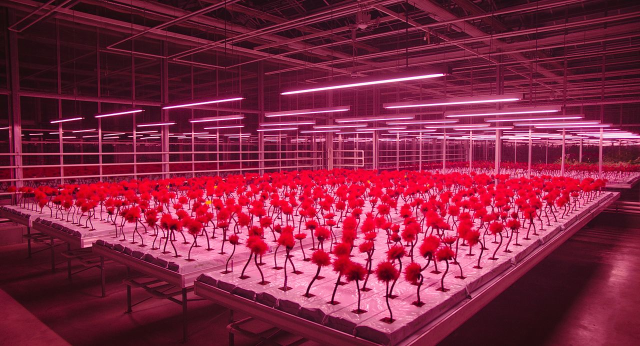 Little Joe: La Flor de la Felicidad : Foto