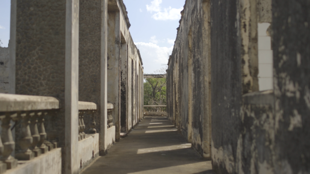 Heredera del viento : Foto