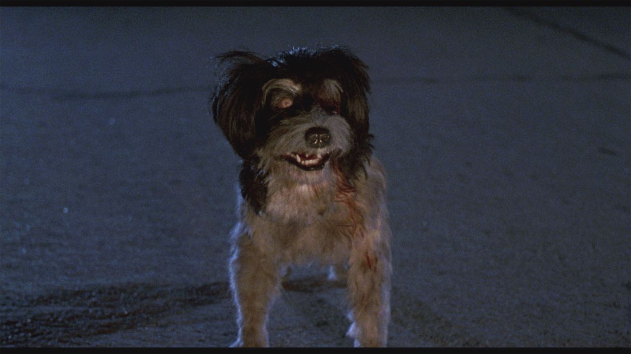 El terror llama a su puerta : Foto