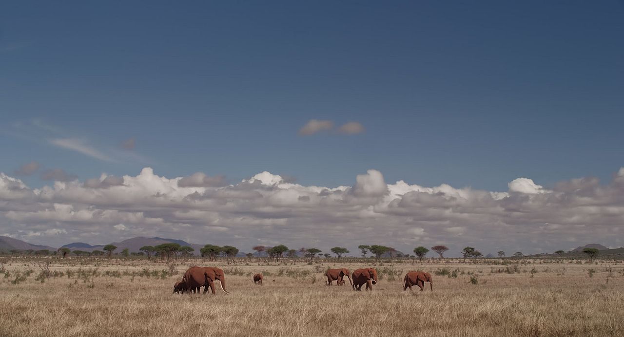 The Elephant Queen : Foto