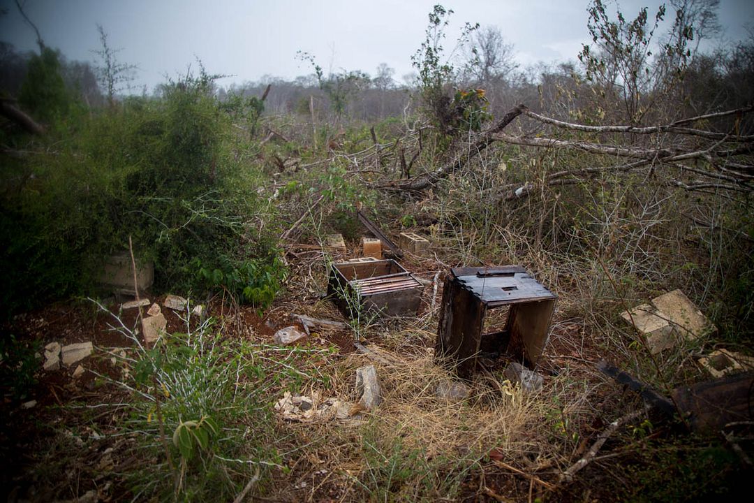 ¿Qué les pasó a las abejas? : Foto