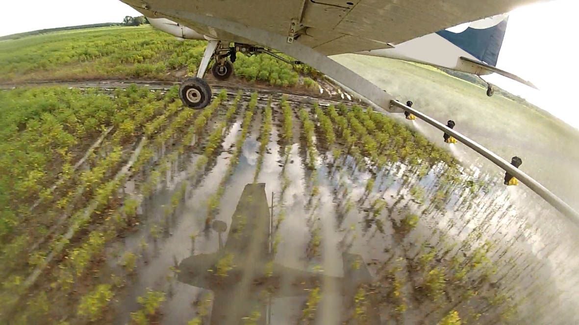 ¿Qué les pasó a las abejas? : Foto