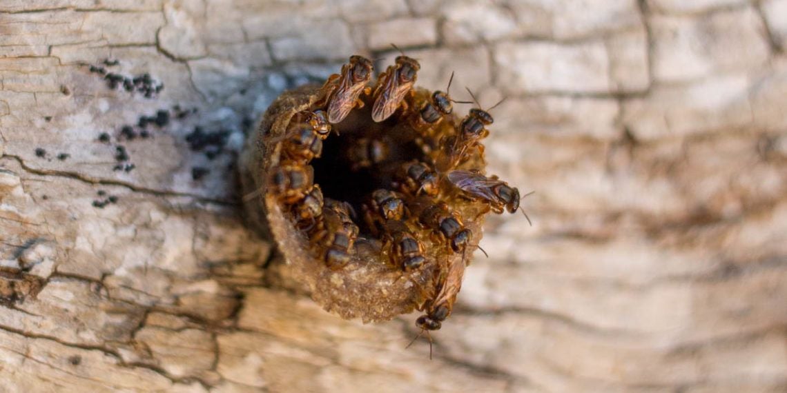 ¿Qué les pasó a las abejas? : Foto