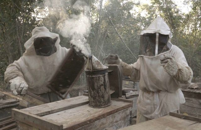 ¿Qué les pasó a las abejas? : Foto