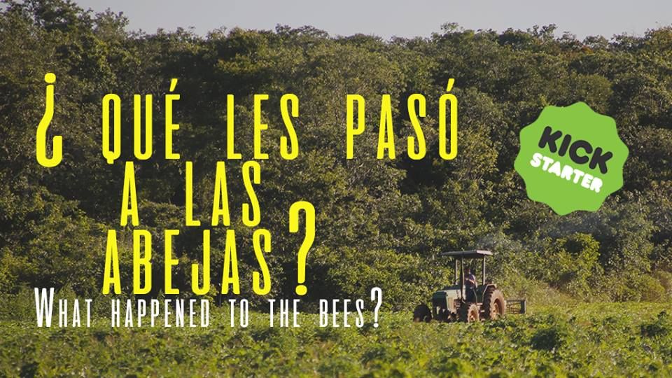 ¿Qué les pasó a las abejas? : Foto