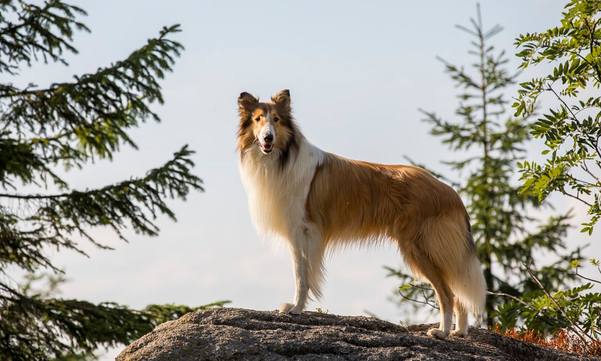 Lassie Vuelve a Casa : Foto